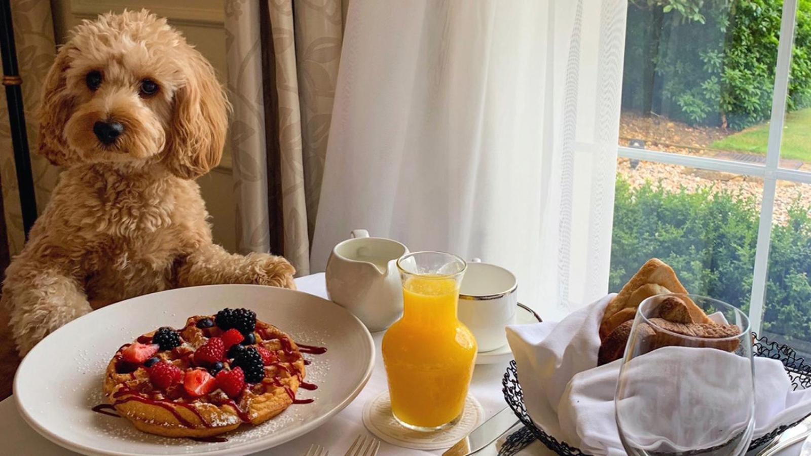 Dog Friendly, Romantic Mtn Getaway Hot Tub Pool Hébergement de vacances *